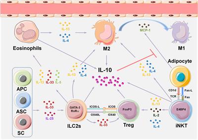 Innate Immune System Orchestrates Metabolic Homeostasis and Dysfunction in Visceral Adipose Tissue During Obesity